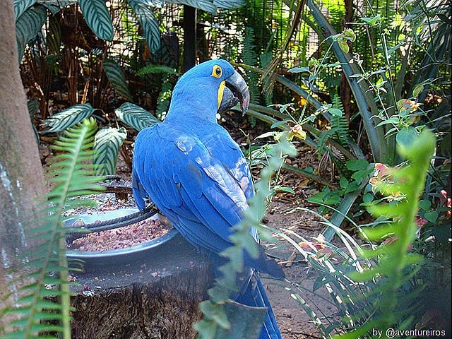 BlogTurFoz448 - Parque das Aves de Foz do Iguaçu