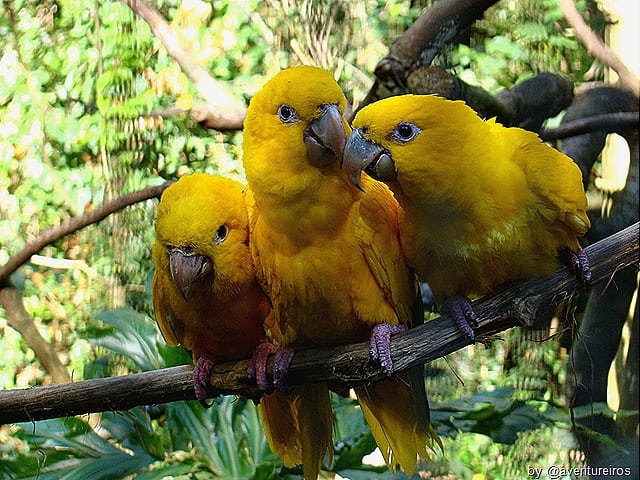 BlogTurFoz515 - Parque das Aves de Foz do Iguaçu