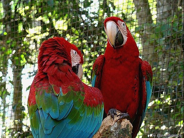 BlogTurFoz529 - Parque das Aves de Foz do Iguaçu