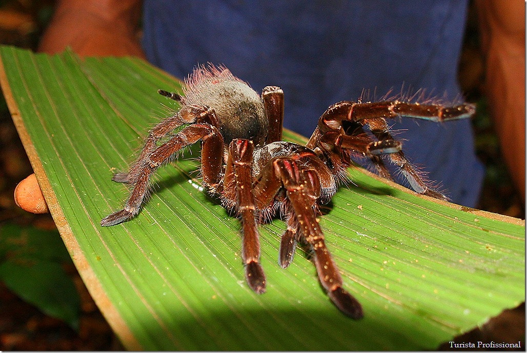 Amazônia - Manaus