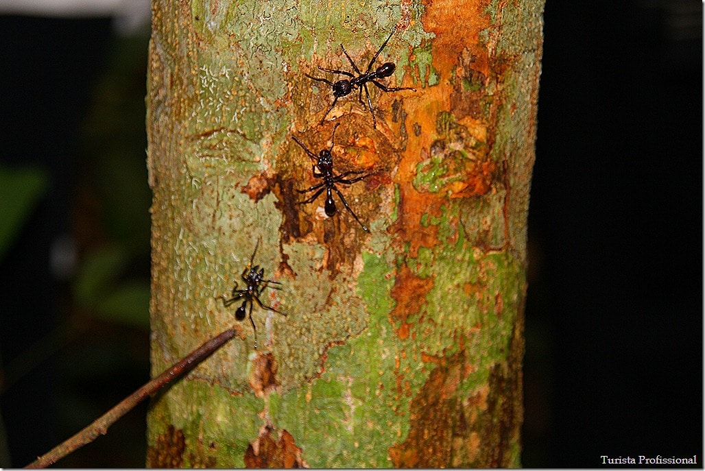 Amazônia - Manaus