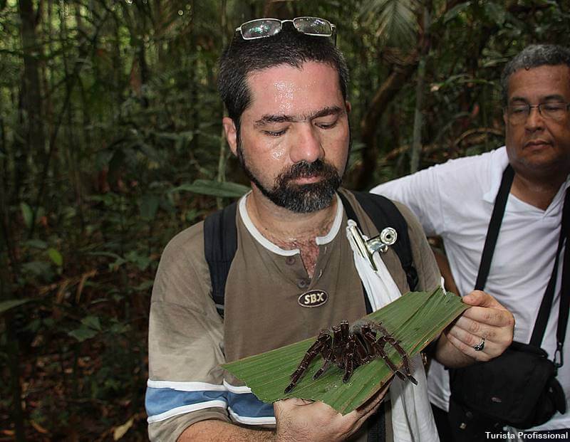 aranha caranguejeira amazônia - Sobre a Amazônia: curiosidades e fotos da maior floresta do mundo