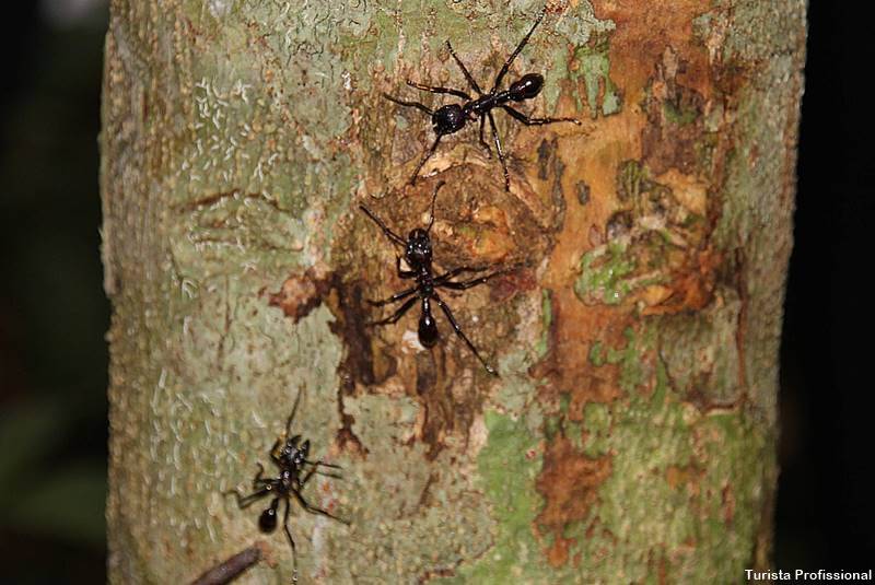 formiga cortadeira do amazonas - Sobre a Amazônia: curiosidades e fotos da maior floresta do mundo