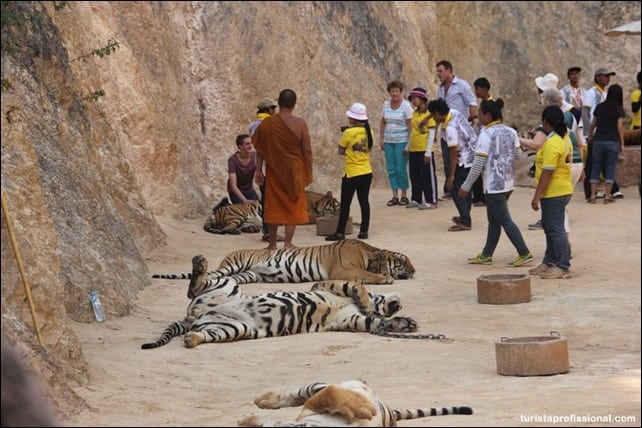 IMG 2798 - Visitando o Templo dos Tigres na Tailândia