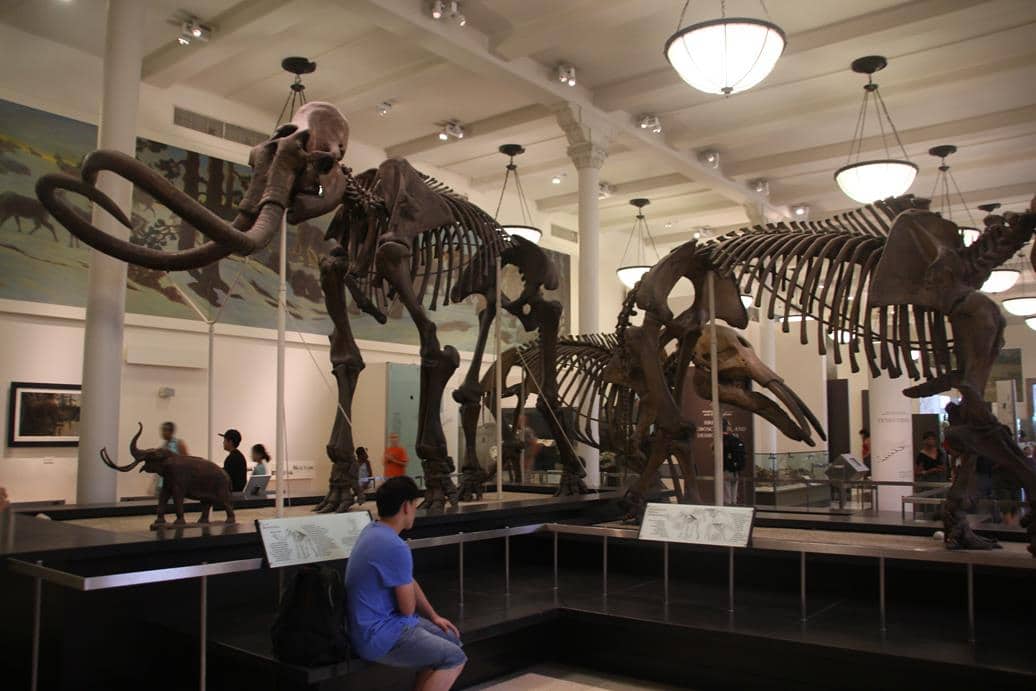 Museu História Natural de Nova York 12 - Museu de História Natural de Nova York: boa opção para viagem com crianças
