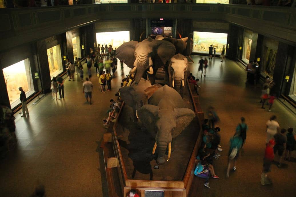Museu História Natural de Nova York 13 - Museu de História Natural de Nova York: boa opção para viagem com crianças