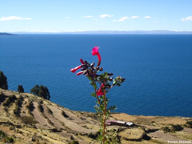 Vista da Bolívia - Roteiro de 10 dias pelo Peru com criança: Lago Titicaca