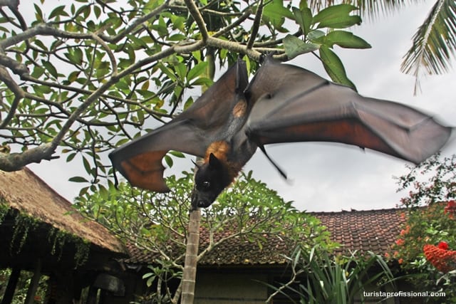 dicas Indonésia1 - Surpresa em Bali: uma raposa voadora, o maior morcego do mundo