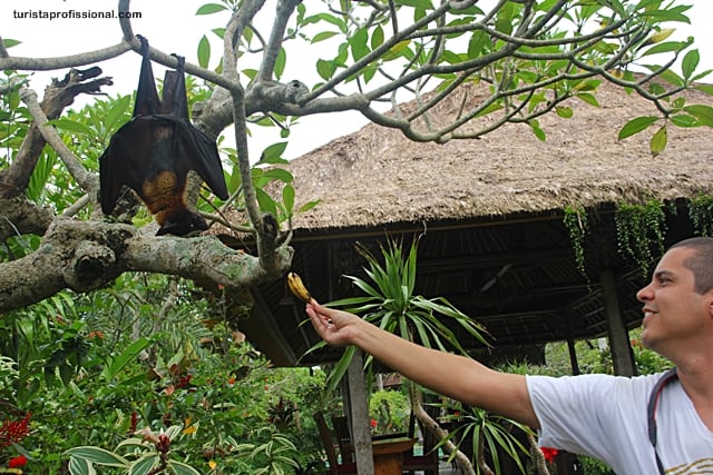 dicas de Bali3 - Surpresa em Bali: uma raposa voadora, o maior morcego do mundo
