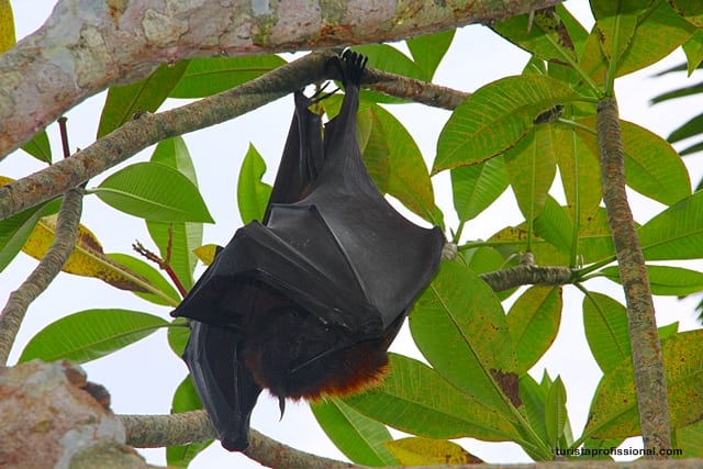 o que ver em bali - Surpresa em Bali: uma raposa voadora, o maior morcego do mundo