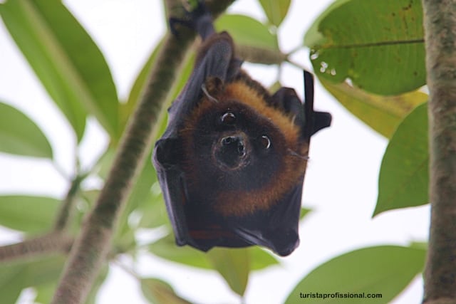 o que ver - Surpresa em Bali: uma raposa voadora, o maior morcego do mundo