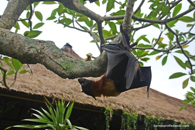 roteiro de bali - Surpresa em Bali: uma raposa voadora, o maior morcego do mundo