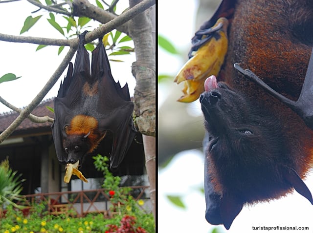 turista profissional - Surpresa em Bali: uma raposa voadora, o maior morcego do mundo