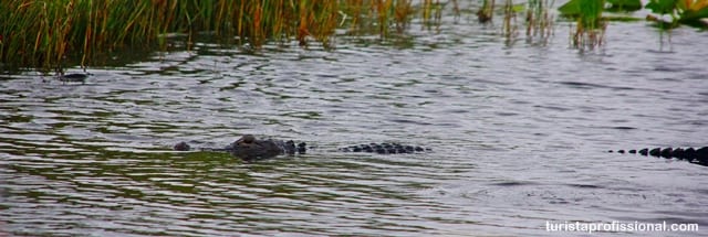 como chegar - Everglades, Flórida: passeando de barco em meio aos crocodilos