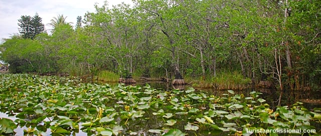 o que ver - Everglades, Flórida: passeando de barco em meio aos crocodilos