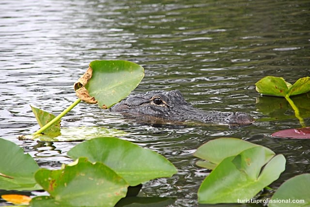 turista profissional - Everglades, Flórida: passeando de barco em meio aos crocodilos