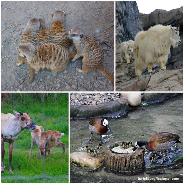 atrações turísticas3 - Um passeio pelo Zoológico de Calgary, Canadá