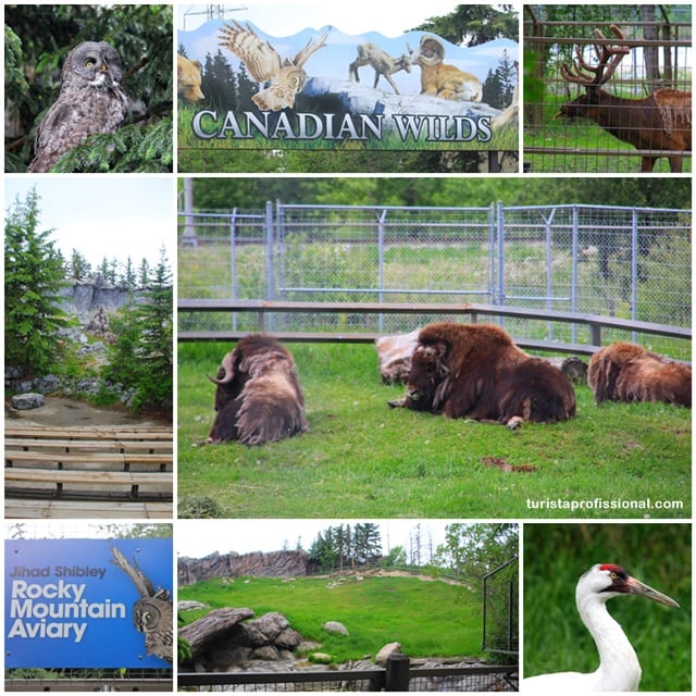 dicas Calgary - Um passeio pelo Zoológico de Calgary, Canadá