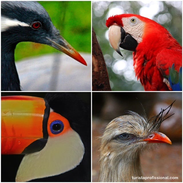 parque das aves em Foz do Iguaçu