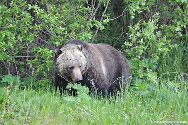Ver ursos no Canadá