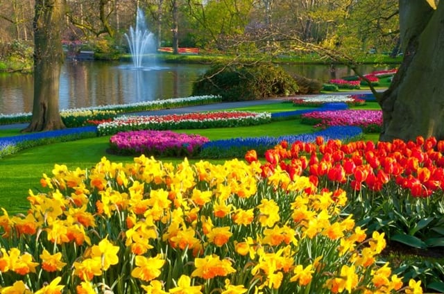 Tulipas - “Tulip Mania”: entenda a paixão pelas flores de Amsterdam