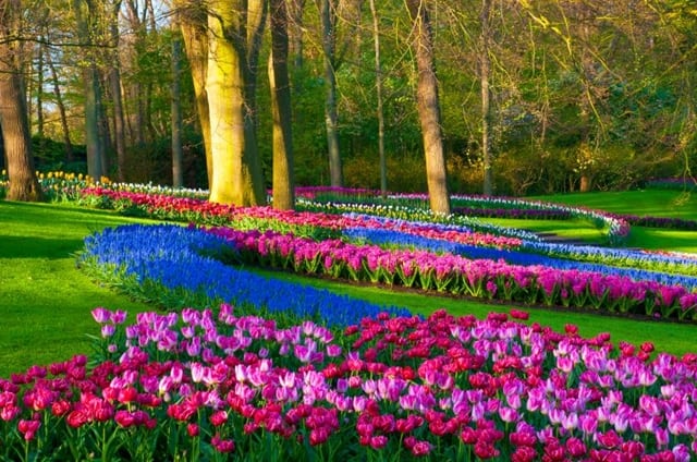o que ver na Holanda - “Tulip Mania”: entenda a paixão pelas flores de Amsterdam