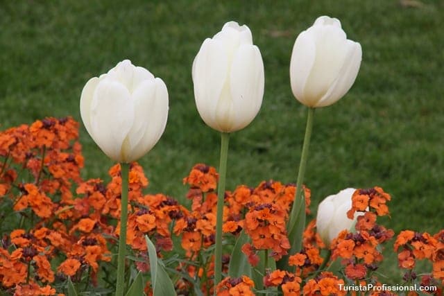 tulipas da Holanda - “Tulip Mania”: entenda a paixão pelas flores de Amsterdam