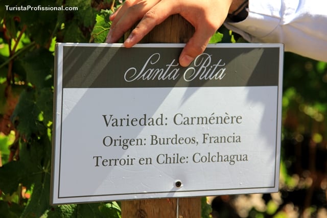 uva carmenere - Vinícola Santa Rita, Chile