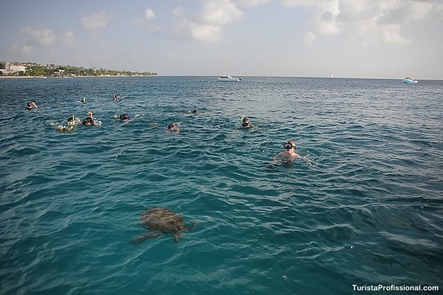 mergulho com tartarugas1 - Dica de hotel em Barbados (sistema all inclusive)