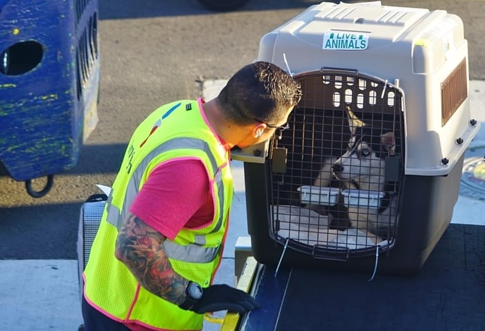 transporte de cachorro em aviao - Dicas de como viajar com cachorro para o Canadá
