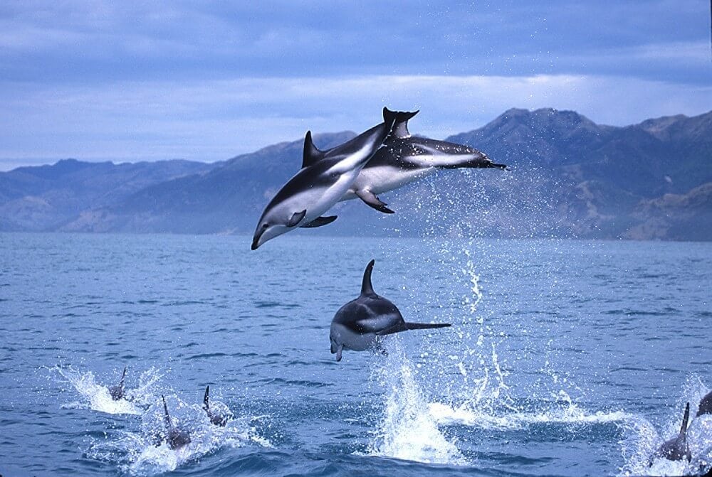 bay of Islands nado com golfinhos - Dicas para conhecer a vida selvagem na Nova Zelândia