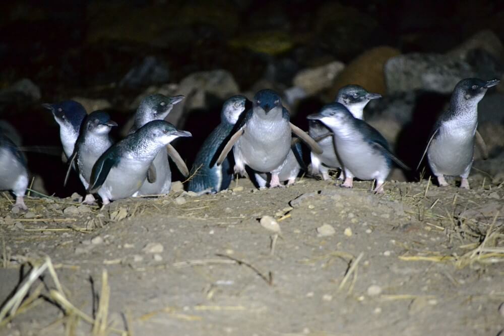 omaru pinguins azuis - Dicas para conhecer a vida selvagem na Nova Zelândia