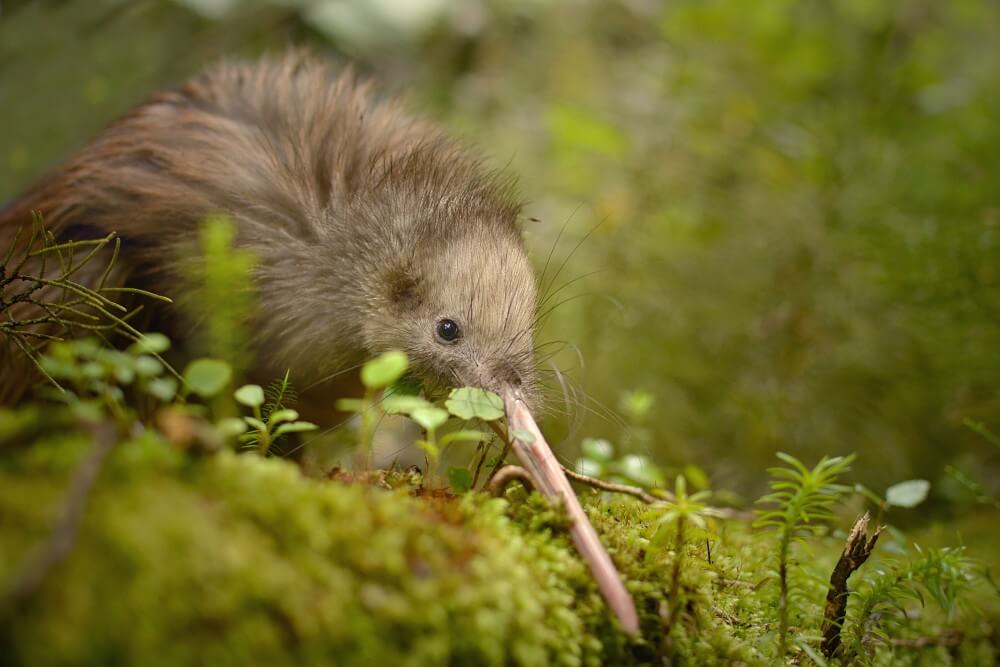 zealandia - Dicas para conhecer a vida selvagem na Nova Zelândia