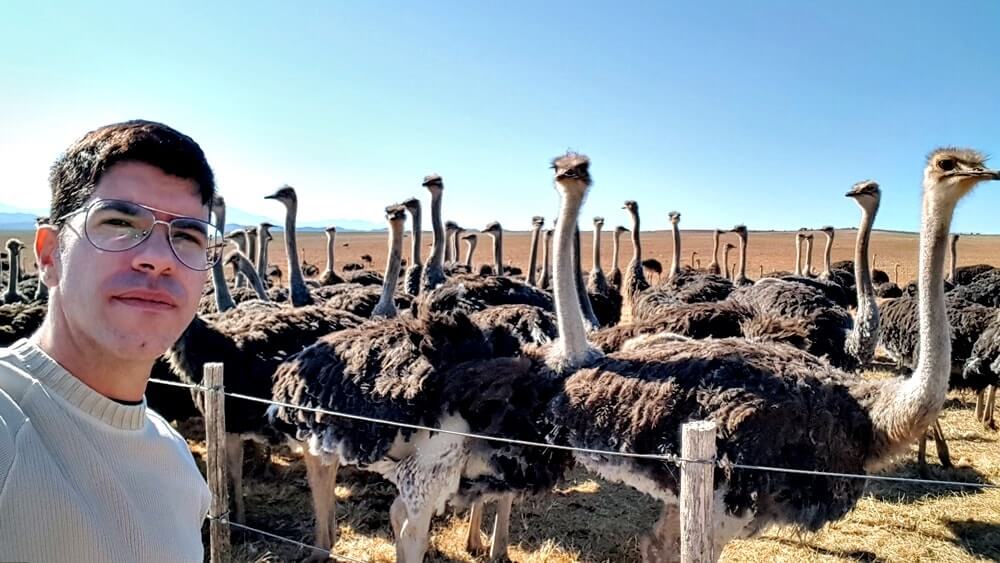 Fazenda de avestruz na África do Sul