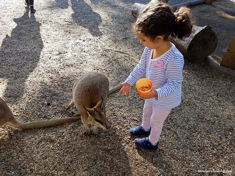 canguru - Roteiro de 3 dias em Sydney (+ 1 dia de bate e volta para Blue Mountain)