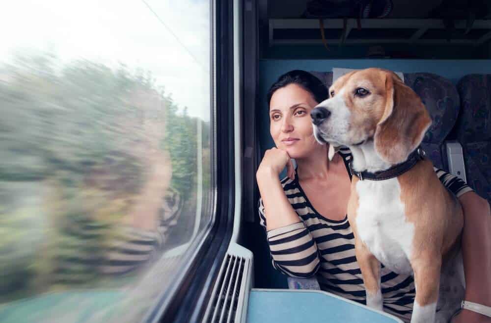 viajar com cachorro - Como viajar com animais de estimação