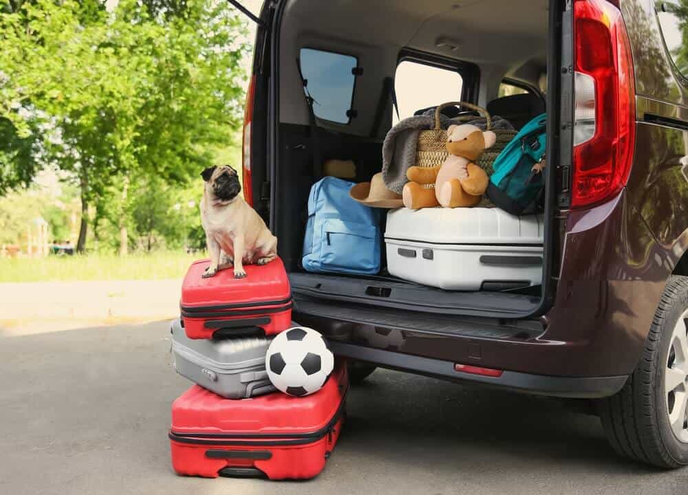 viajar de carro com cachorro - Como viajar com animais de estimação