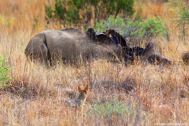 caçada de rinoceronte
