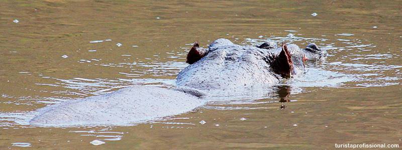 hipopótamo na áfrica do sul