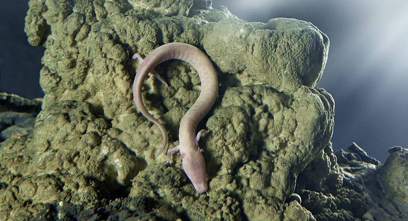 salamandra cavernas de postojna - Caverna de Postojna na Eslovênia: dicas práticas!
