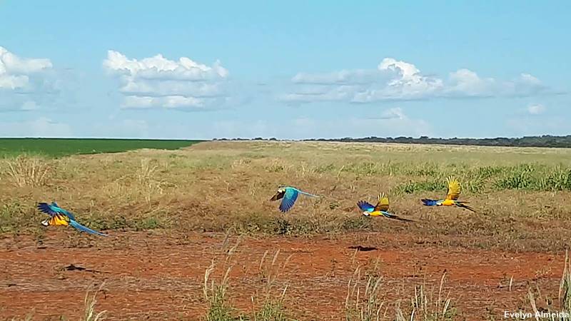 o Voo das Araras 1 - O que fazer em Nobres, no Mato Grosso?