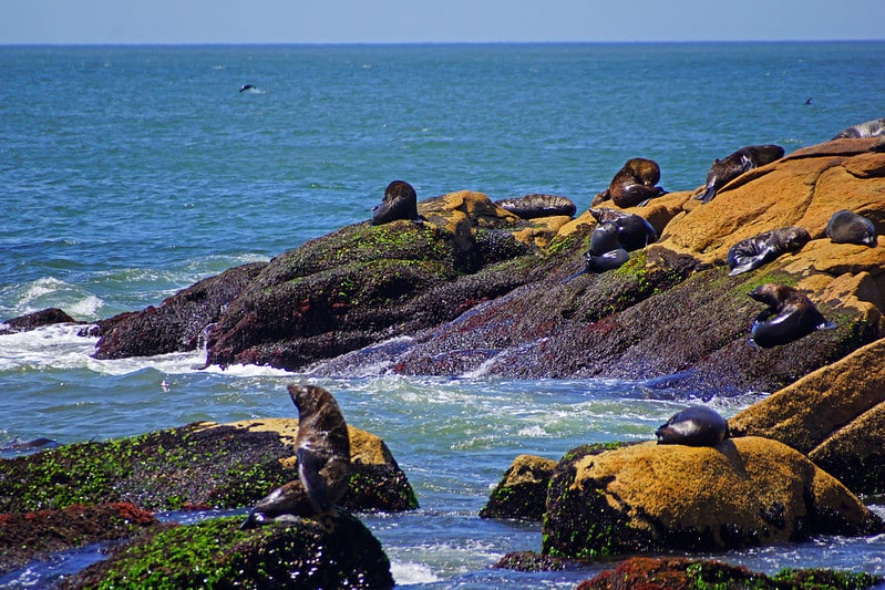 Animais em Cabo Polonio Uruguai - Punta del Este: o que fazer, onde ficar e outras dicas