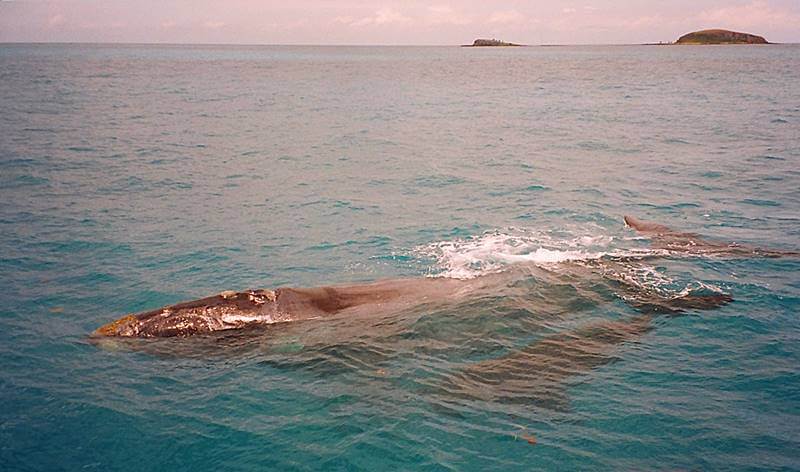 abrolhos baleia - Sorria dobrado, você está em Prado, Bahia!
