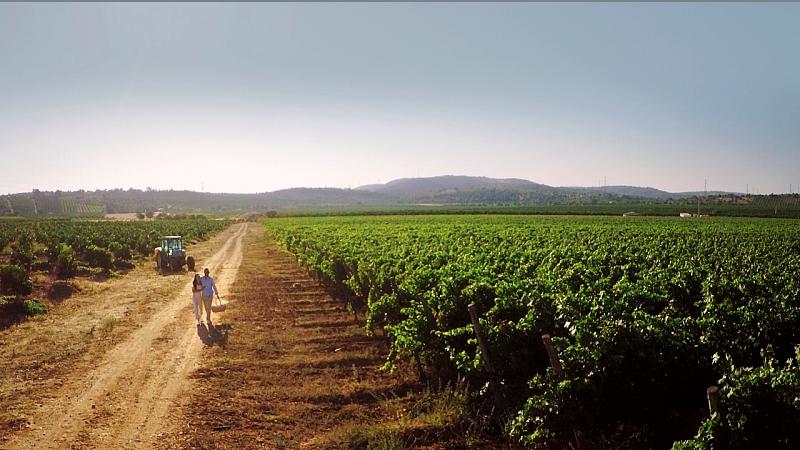 vinicolas no sul de Portugal - Sul de Portugal: dicas de viagem