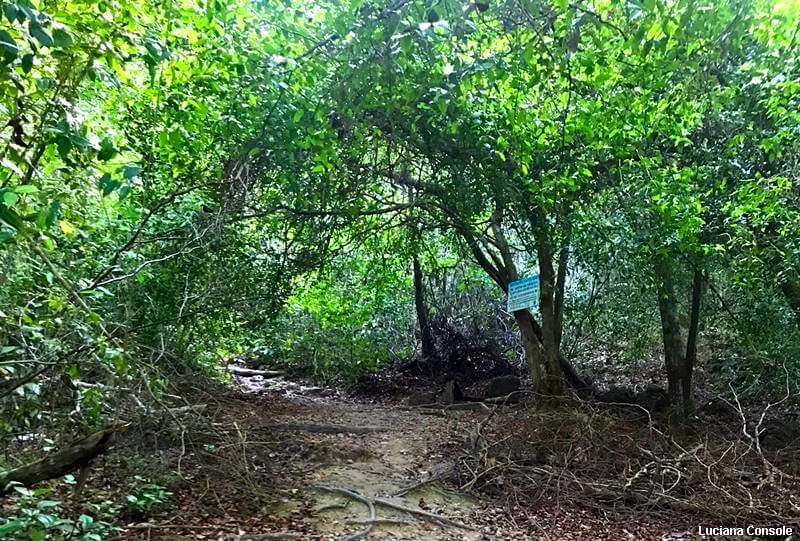 trilha serra piroca alter do chao - Roteiro Alter do Chão - 7 dias no paraíso amazônico