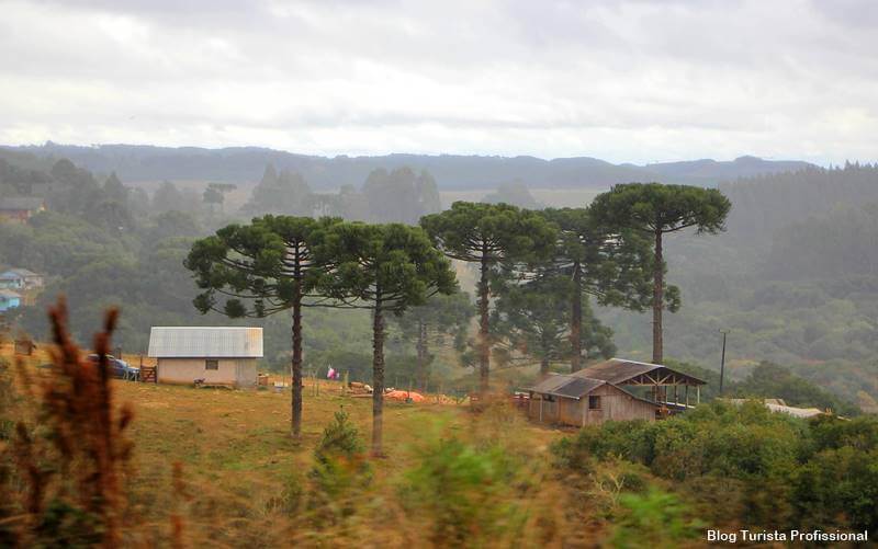 pinheiro do parana araucaria - Lages, Santa Catarina: guia completo de viagem