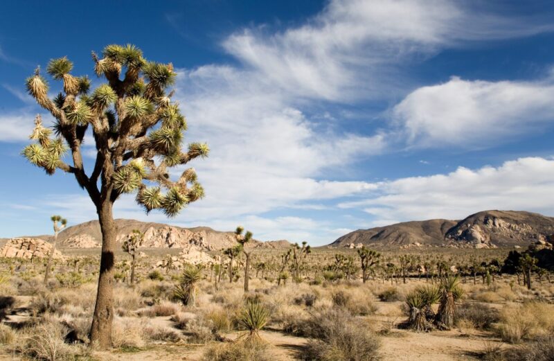 Palm Springs California