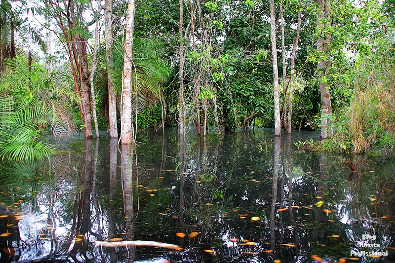 floresta inundada