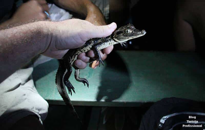 viagem pela amazônia