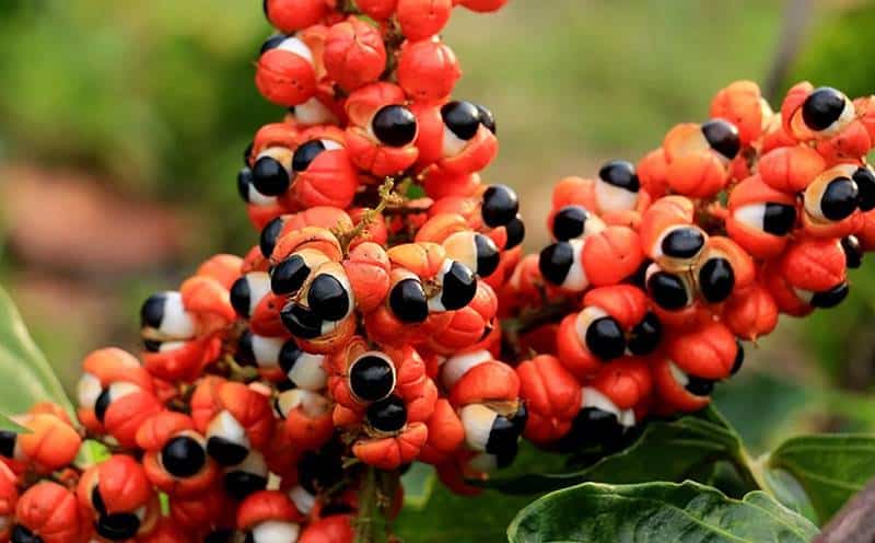 frutos da amazônia